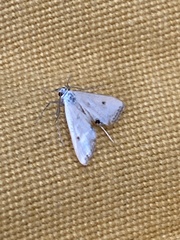 Cataclysta lemnata