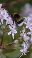 Bombus