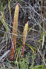 Orostachys spinosa