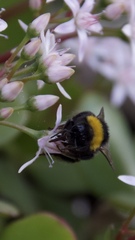 Bombus