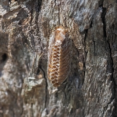 Orthodera ministralis