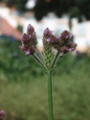 Verbena incompta