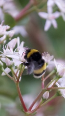 Bombus