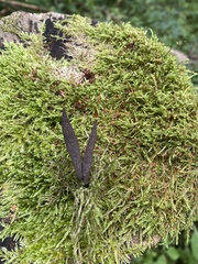 Xylaria hypoxylon