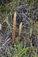 Orostachys spinosa