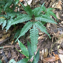 Pteris grevilleana