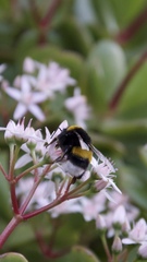 Bombus