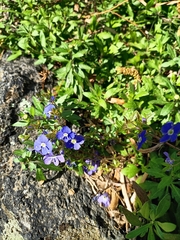 Veronica umbrosa
