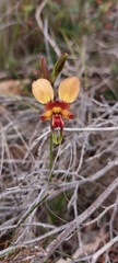 Diuris orientis