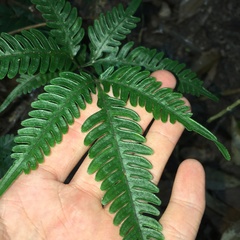 Pteris grevilleana