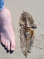 Callorhinchus capensis