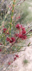 Allocasuarina muelleriana
