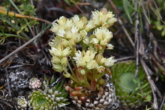 Orostachys spinosa
