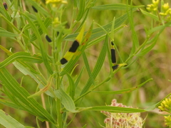 Asteromyia euthamiae