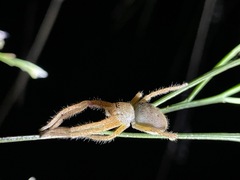 Neosparassus diana