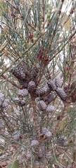 Allocasuarina muelleriana