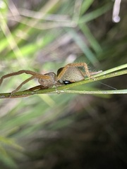 Neosparassus diana