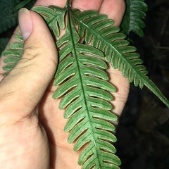 Pteris grevilleana