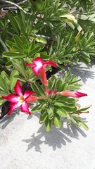 Adenium