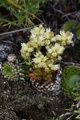 Orostachys spinosa