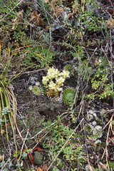 Orostachys spinosa