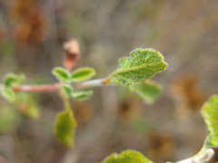Cistus salviifolius