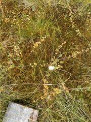 Eriophorum vaginatum