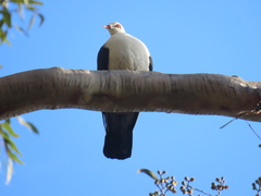 Columba leucomela