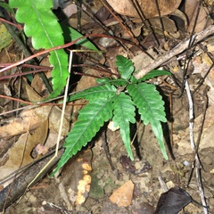 Pteris grevilleana