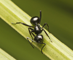 Polyrhachis mackayi