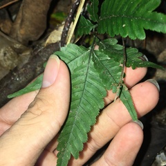 Pteris grevilleana