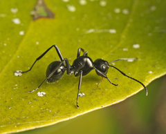 Polyrhachis mackayi