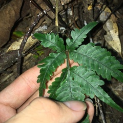 Pteris grevilleana