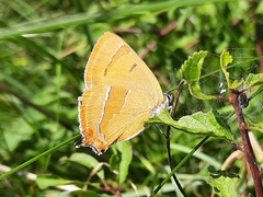 Thecla betulae