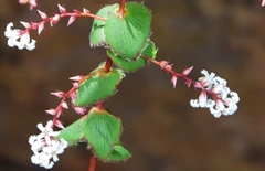 Leucopogon amplexicaulis