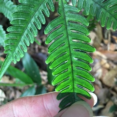 Pteris grevilleana
