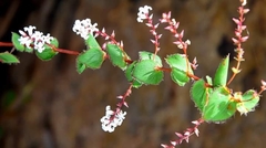 Leucopogon amplexicaulis