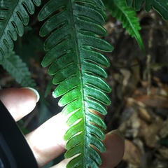 Pteris grevilleana