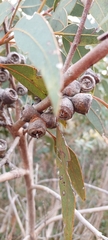 Eucalyptus cosmophylla
