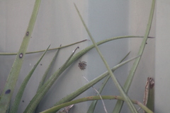 Maratus griseus