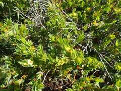 Pultenaea villifera