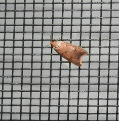 Tachystola acroxantha