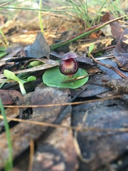 Corybas incurvus