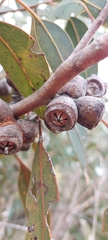 Eucalyptus cosmophylla