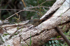 Sericornis frontalis