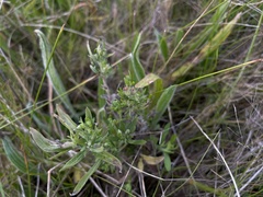 Epilobium billardiereanum
