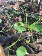 Corybas incurvus