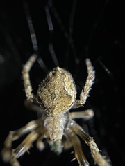 Eriophora