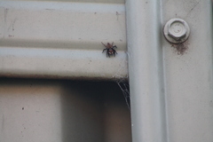 Maratus griseus