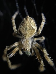 Eriophora